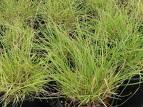 gras sprigs